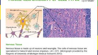 Introduction to Cytology Part 1 [upl. by Ardnaid]