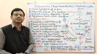 Diabetes Mellitus Part10 Mechanism of Action of Sulfonylurease  Antidiabetic Drugs  Diabetes [upl. by Gilboa878]