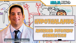 Endocrinology  Hypothalamus Anterior Pituitary Connection [upl. by Selinski]