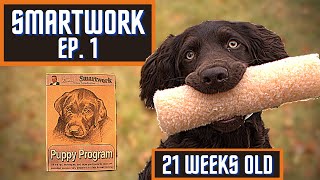 Boykin Spaniel Duck Dog Training With SMARTWORK PUPPY PROGRAM  Ep 1 [upl. by Jackqueline]