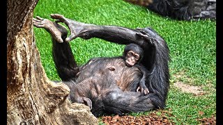 Últimas imágenes de la cría de chimpancé abril 2018 [upl. by Eniamret923]