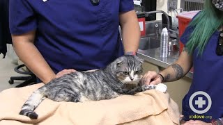 Restraint Techniques for Brachycephalic Cats [upl. by Erialcyram]