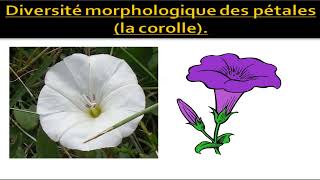 Biologie végétale  morphologie florale Structure de la fleur botanique [upl. by Mikel]