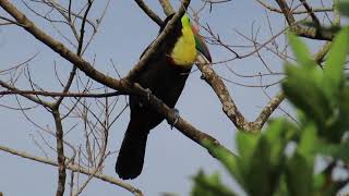 Colorful KeelBilled Toucan Call in Panama [upl. by Jadda992]