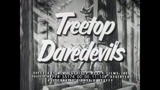 quot TREETOP DAREDEVILS quot 1950s LUMBERJACK amp LUMBER INDUSTRY FILM 55174 [upl. by Scammon]