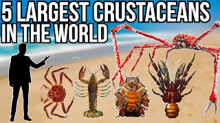 5 Largest Crustaceans In The World [upl. by Babita]