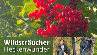 Warum Heimische Wildsträucher als Hecke so wichtig sind [upl. by Previdi853]