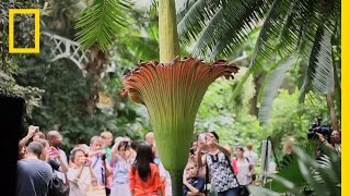 The Corpse Flower Behind the Stink  National Geographic [upl. by Trawets]