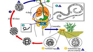 Ascaris Lumbricoides lecture [upl. by Tab]