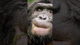 Mujer asegura tener un romance con un chimpancé [upl. by Hesper]