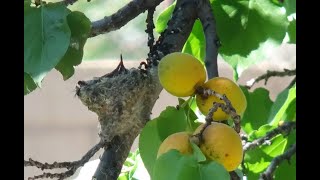 Black Chinned Hummingbirds 2022 [upl. by Jess]