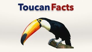 Toucan Facts [upl. by Edvard]