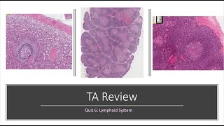 Histology Basics TA Review Lymphoid System [upl. by Antonio]