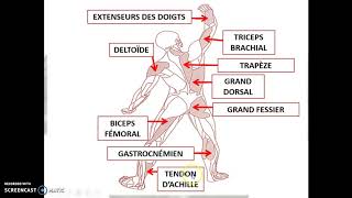 Cours 37a  Le système musculaire 1ère partie [upl. by Ailimaj]