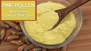 Pine Pollen The Nutritious Adaptogen from the Pine Tree [upl. by Brannon]