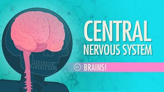 Central Nervous System Crash Course Anatomy amp Physiology 11 [upl. by Resneps201]