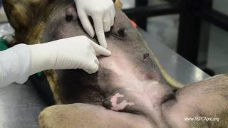 SpayNeuter Surgery Incision Placement [upl. by Aaronson]