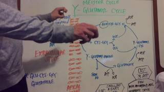 Gamma Glutamyl Pathway Explained [upl. by Ythomit]