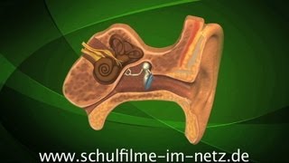 Das Ohr  Schulfilm Biologie [upl. by Ecinerev]