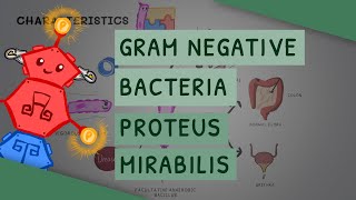 Gram Negative Bacteria Proteus Mirabilis [upl. by Askari]