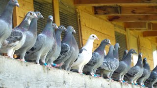 A Day in the Life of Young Racing Pigeons [upl. by Naziaf]