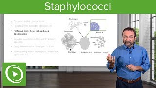 Staphylococci – Microbiology  Lecturio [upl. by Eilime758]