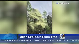 Pollen Explodes From Tree [upl. by Channing]