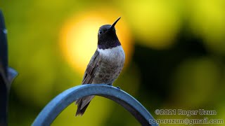 HDObservations  BlackChinned Hummingbird 4K UHD [upl. by Hecklau]