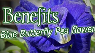 Health benefits of Blue Butterfly Pea flowers  Clitoria Ternatea  Herbal [upl. by Ahsar]