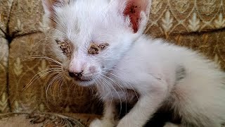 Rescue Homeless Kitten Eye Infection Treatment Revealed [upl. by Oivaf]