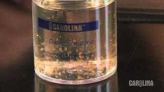 How to Care for Daphnia [upl. by Learsi]