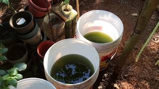 How to grow Green Water Algae [upl. by Dylan59]