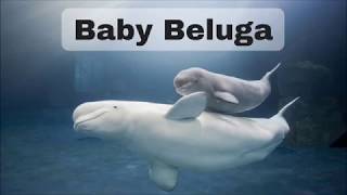 Baby Beluga sm version [upl. by Ri630]