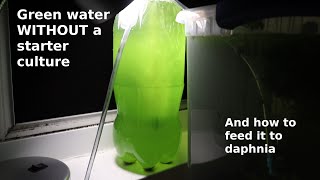 Green Water WITHOUT a Starter Culture  From Scratch  How To [upl. by Jelle391]