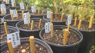 Propagating Bamboo Using Cane Cuts [upl. by Matronna]