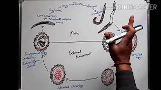 Ascaris lumbricoides life cycle pathogenesis amp treatment in hindi [upl. by Gaal]