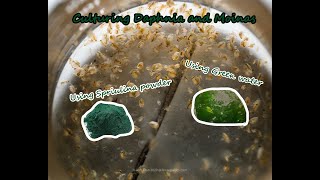 How To Culture Daphnia and Moinas using Green Water Spirulina powder [upl. by Holland]