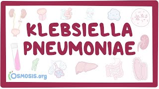 Klebsiella pneumoniae  an Osmosis Preview [upl. by Fiann]