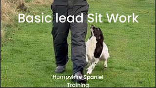 Basic spaniel sit and leash work [upl. by Adieno]