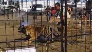 Tiger Attacks Drags Trainer GRAPHIC VIDEO [upl. by Elmina920]