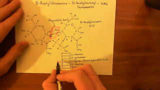 Vancomycin Resistant Enterococcus Part 1 [upl. by Ailecra]