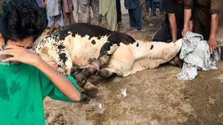 The End💔Meri Cow ki Qurbaani😓 [upl. by Ahsirek]