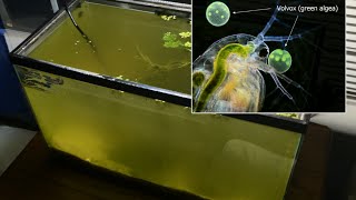 Raising Daphnia for the Freshwater Aquarium [upl. by Karlyn193]