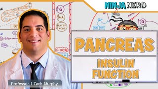 Endocrinology  Pancreas Insulin Function [upl. by Sej]