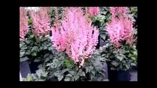 Best perennials  Astilbe Little Vision in Pink False Spirea [upl. by Anin342]