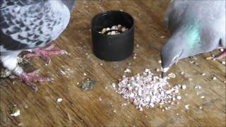 Starting To Raise Pigeons  Basic Starter Care Advice [upl. by Sukramed42]