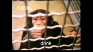 Washoe Lenguaje y emociones en chimpancés YouTube [upl. by Rocco]