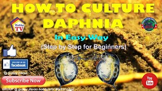 HOW TO CULTURE DAPHNIA In Easy Way [upl. by Fortin]