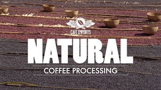 Natural Coffee Processing [upl. by Lak]