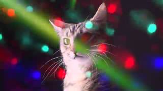 Disco Dancing Cats [upl. by Maud]